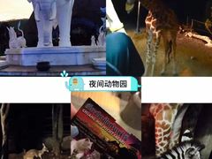 -清迈夜间动物园