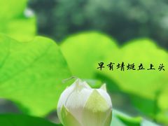 -郭庄景区