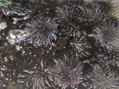 -红月湾海鲜饭店•沙滩海景(双月湾店)