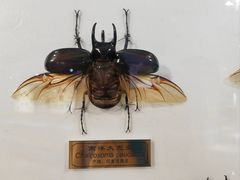 -上海昆虫博物馆
