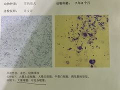 -派美特宠物医院·核磁CT·骨科肿瘤·疑难转诊(沈农禾丰店)