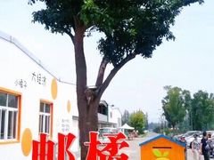 -前小桔亲子创意农场·草莓采摘·露营烧烤
