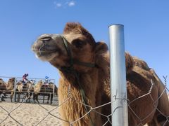 -库伦旗银沙湾旅游景区