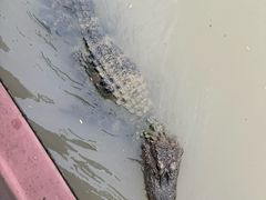 -中国扬子鳄村