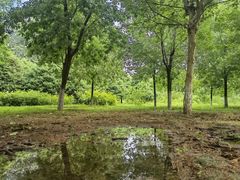 -永定河休闲森林公园