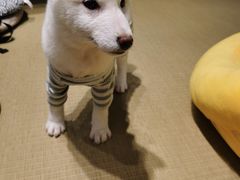 -逗柴咖啡屋·狗咖猫咖宠物桌游