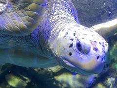 -太平洋海底世界