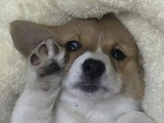 -美联众合宠物医院·爱萌分院·内外科·猫科中心