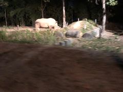 -清迈夜间动物园