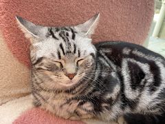 -猫咪派对(江南西店)