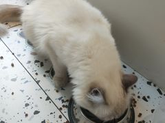 -喵喵咪呀布偶猫咖(春熙路店)