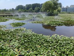 -滕州微山湖红荷湿地景区