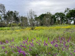 -三圣花乡旅游区