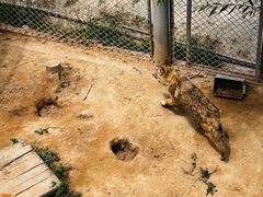 -青藏高原野生动物园