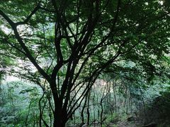 -沣峪口