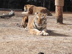 -上海野生动物园老虎餐厅