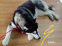 -Husky Go! 哈士奇体验馆·宠物咖啡厅狗咖