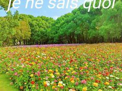 -上海共青森林公园