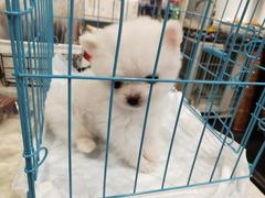 -熊小胖宠物生活馆(天华园店)