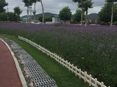 -羊亭河湿地公园