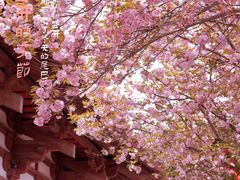 -西安青龙寺遗址景区