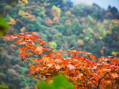 -九峰山