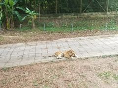 -深圳野生动物园