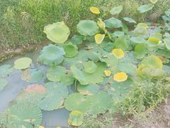 -田园东方蜜桃村的田野营地