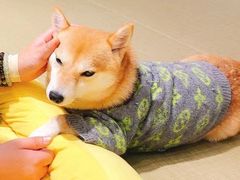 -逗柴咖啡屋·狗咖猫咖宠物桌游