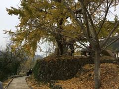 -千年银杏谷文化旅游区