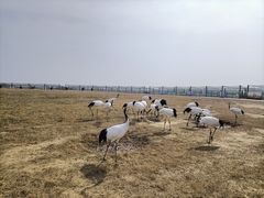 -盐城丹顶鹤湿地生态旅游区