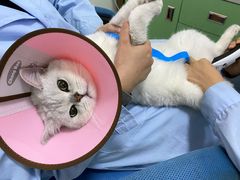 -汪喵宠物医院·骨科心脏影像·犬猫急重症ICU诊疗中心(成华分院)