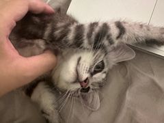 -瑞鹏宠物医院·骨科·猫科·内科(第一中心)