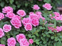 -成都绿洲大酒店(春熙路太古里店)