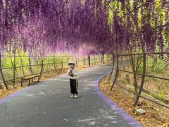 -大塘金香草谷