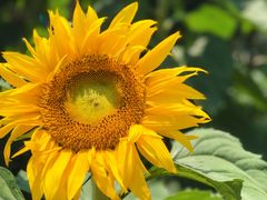 -武汉紫薇都市田园