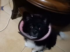 -宠颐生宠物医院·犬猫全科·皮肤科(商业街店)