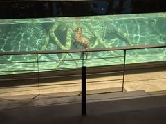 -清迈夜间动物园