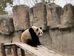 -上海野生动物园