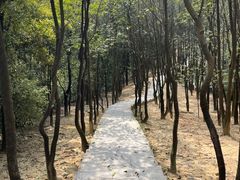 -火炉山森林公园
