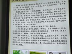 -千年银杏谷文化旅游区