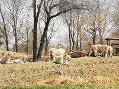 -北京野生动物园