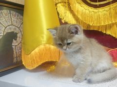 -中农大我爱我爱24h动物医院·中医针灸·猫专科·骨科医疗中心(双井店)