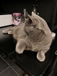 -飛凡TATTOO纹身•原创