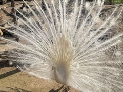 -哈尔滨北方森林动物园