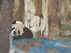 -成都动物园