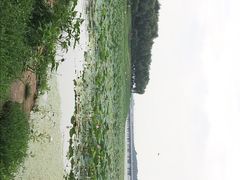 -丁香湖公园