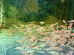 -溪岸路花鸟市场