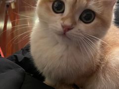 -东方名猫馆·英短金渐层布偶猫舍(环线广场1号楼店)