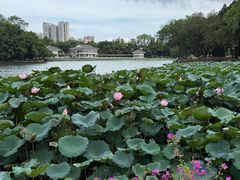 -荔湾湖公园